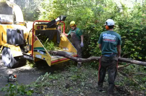 tree services Cedar Creek